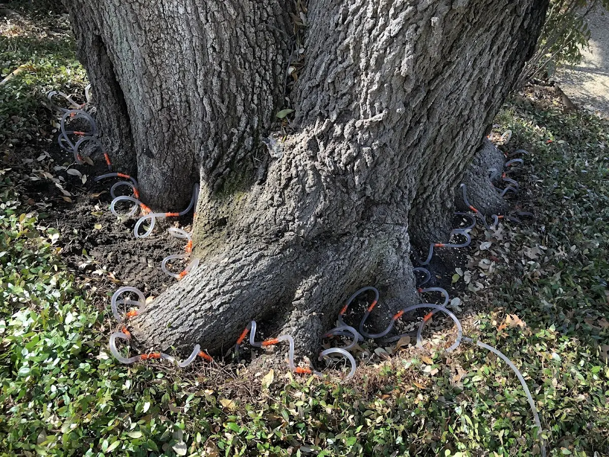 Detailed Tree Cabling and Bracing job site in Sea Cliff