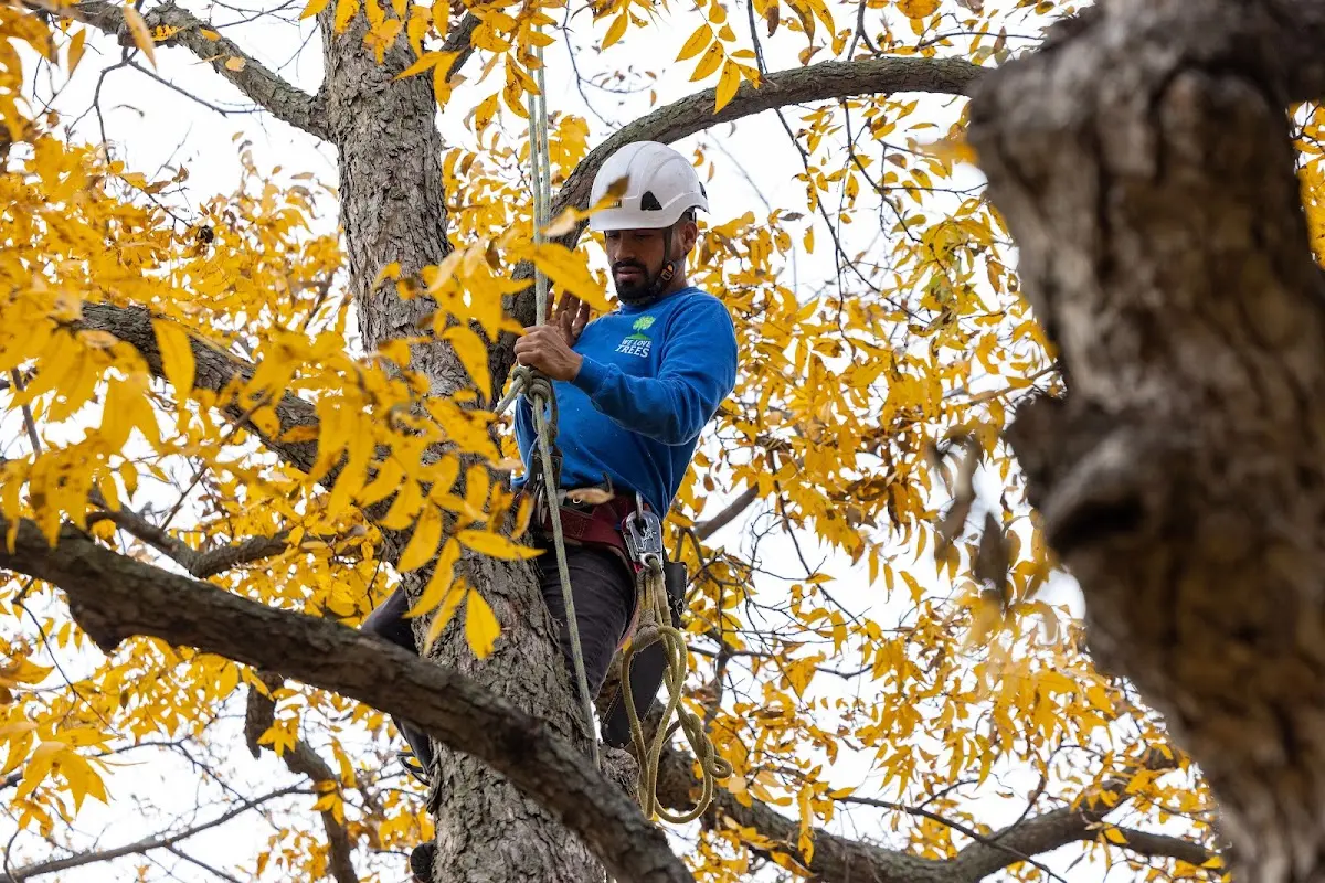 Skilled Tree Pruning crew working in Sea Cliff