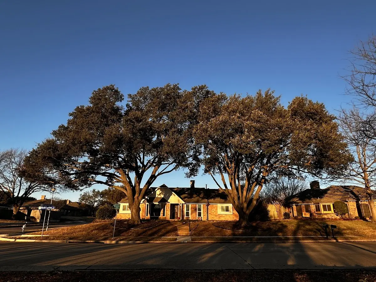 Established residential canopy tree shading a home in Sea Cliff