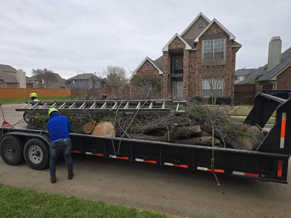 Expert Tree Fertilization with proper safety equipment in Sea Cliff